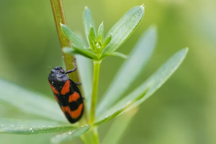Gerahmter Druck : Makrobild eines Insekts in Deutschland. Gerahmter Druck : Makrobild eines Insekts in Deutschland.