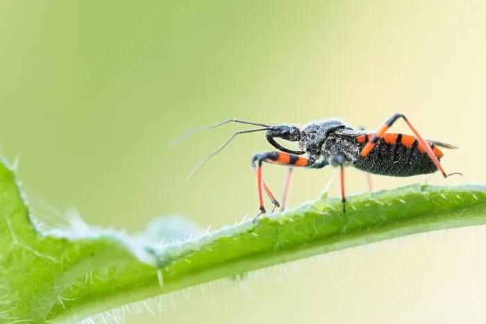 Gerahmter Druck : Makrobild eines Insekts in Deutschland. Gerahmter Druck : Makrobild eines Insekts in Deutschland.