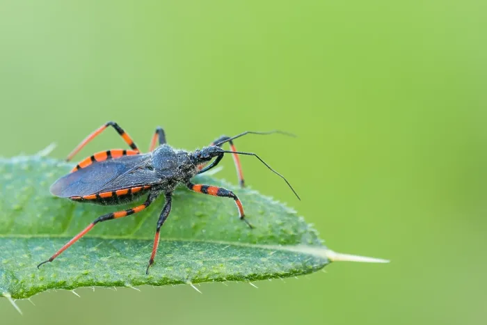 Gerahmter Druck : Makrobild eines Insekts in Deutschland. Gerahmter Druck : Makrobild eines Insekts in Deutschland.
