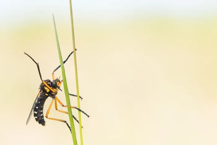 Gerahmter Druck : Makrobild eines Insekts in Deutschland. Gerahmter Druck : Makrobild eines Insekts in Deutschland.