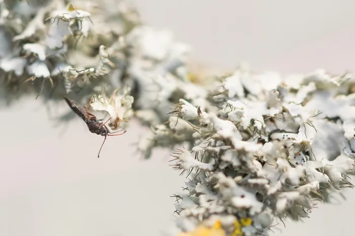 Gerahmter Druck : Makrobild eines Insekts in Deutschland. Gerahmter Druck : Makrobild eines Insekts in Deutschland.