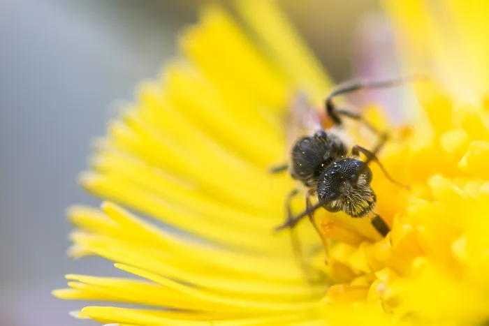 Gerahmter Druck : Makrobild eines Insekts in Deutschland. Gerahmter Druck : Makrobild eines Insekts in Deutschland.