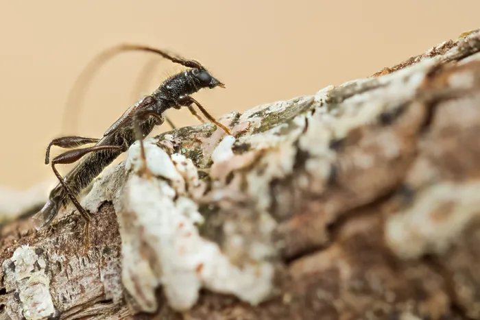 Gerahmter Druck : Makrobild eines Insekts in Deutschland. Gerahmter Druck : Makrobild eines Insekts in Deutschland.