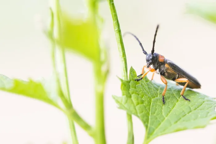 Gerahmter Druck : Makrobild eines Insekts in Deutschland. Gerahmter Druck : Makrobild eines Insekts in Deutschland.