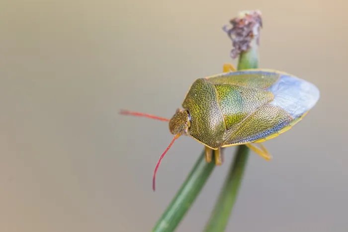 Gerahmter Druck : Makrobild eines Insekts in Deutschland. Gerahmter Druck : Makrobild eines Insekts in Deutschland.