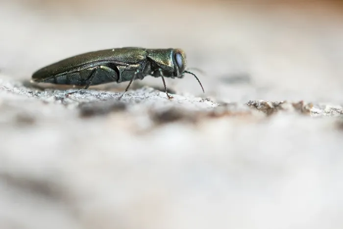 Gerahmter Druck : Makrobild eines Insekts in Deutschland. Gerahmter Druck : Makrobild eines Insekts in Deutschland.