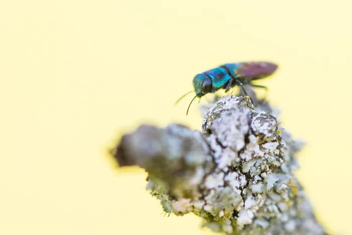 Gerahmter Druck : Makrobild eines Insekts in Deutschland. Gerahmter Druck : Makrobild eines Insekts in Deutschland.