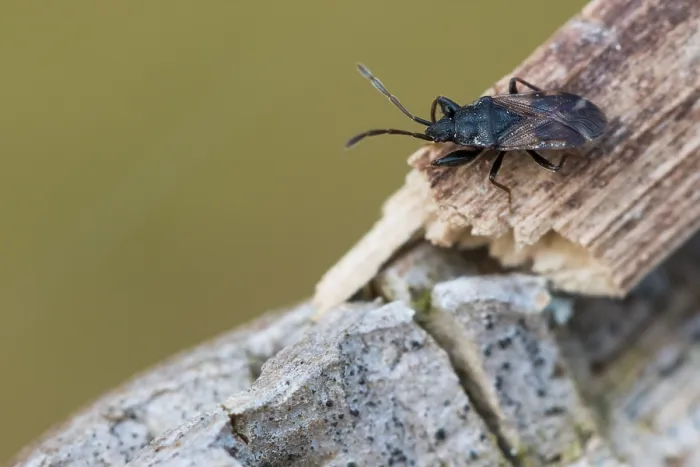 Gerahmter Druck : Makrobild eines Insekts in Deutschland. Gerahmter Druck : Makrobild eines Insekts in Deutschland.