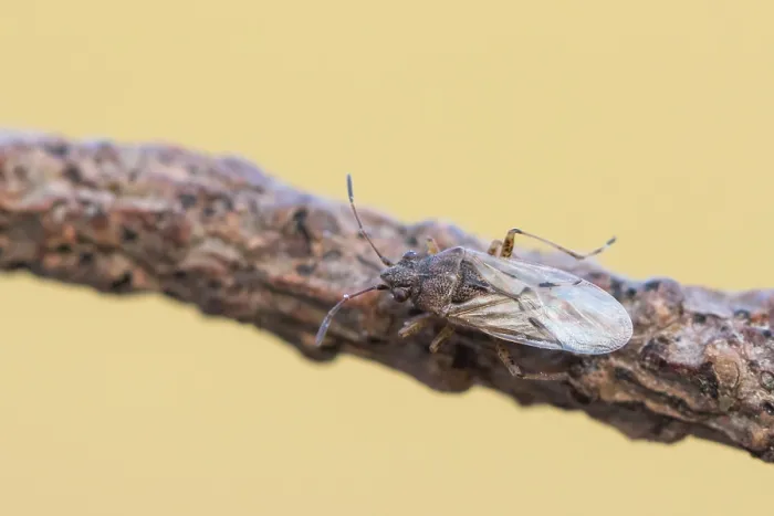 Gerahmter Druck : Makrobild eines Insekts in Deutschland. Gerahmter Druck : Makrobild eines Insekts in Deutschland.