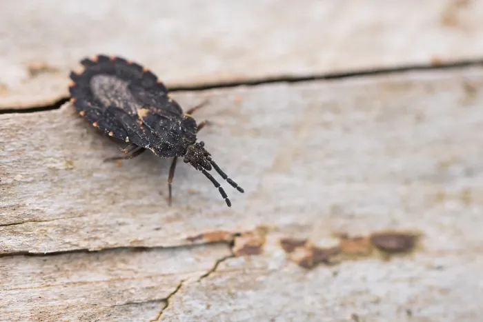 Gerahmter Druck : Makrobild eines Insekts in Deutschland. Gerahmter Druck : Makrobild eines Insekts in Deutschland.