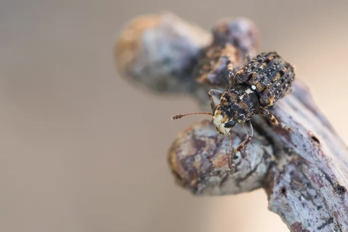 Gerahmter Druck : Makrobild eines Insekts in Deutschland Gerahmter Druck : Makrobild eines Insekts in Deutschland