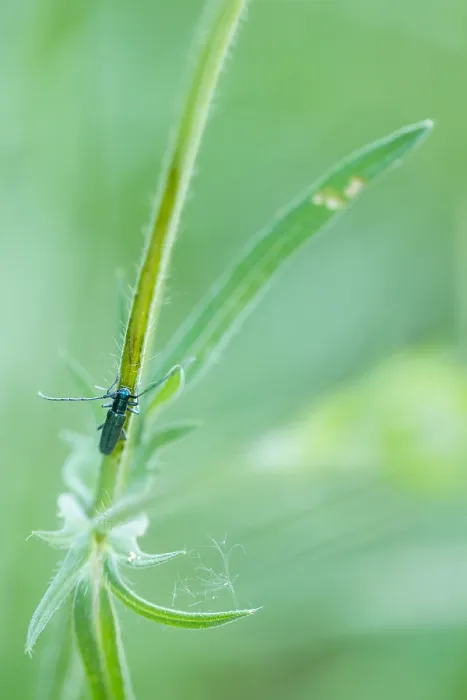 Gerahmter Druck : Makrobild eines Insekts in Deutschland. Gerahmter Druck : Makrobild eines Insekts in Deutschland.
