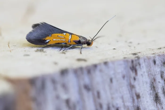 Gerahmter Druck : Makrobild eines Insekts in Deutschland. Gerahmter Druck : Makrobild eines Insekts in Deutschland.