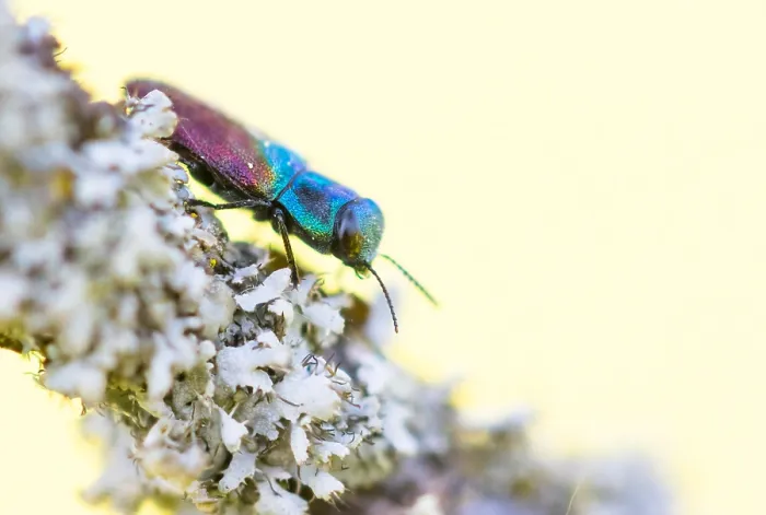 Gerahmter Druck : Makrobild eines Insekts in Deutschland. Gerahmter Druck : Makrobild eines Insekts in Deutschland.