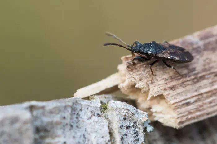 Gerahmter Druck : Makrobild eines Insekts in Deutschland. Gerahmter Druck : Makrobild eines Insekts in Deutschland.