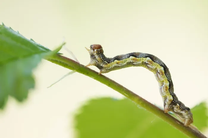 Gerahmter Druck : Makrobild eines Insekts in Deutschland.