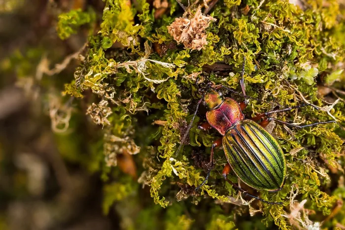 Gerahmter Druck : Makrobild eines Insekts in Deutschland.
