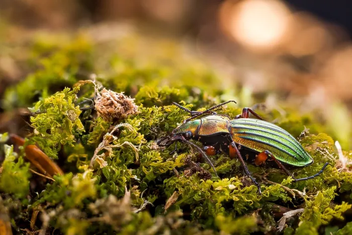 Gerahmter Druck : Makrobild eines Insekts in Deutschland.