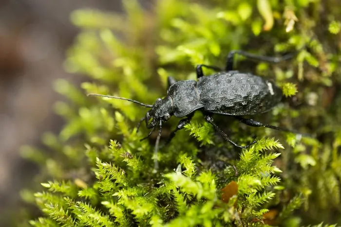 Gerahmter Druck : Makrobild eines Insekts in Deutschland. Gerahmter Druck : Makrobild eines Insekts in Deutschland.