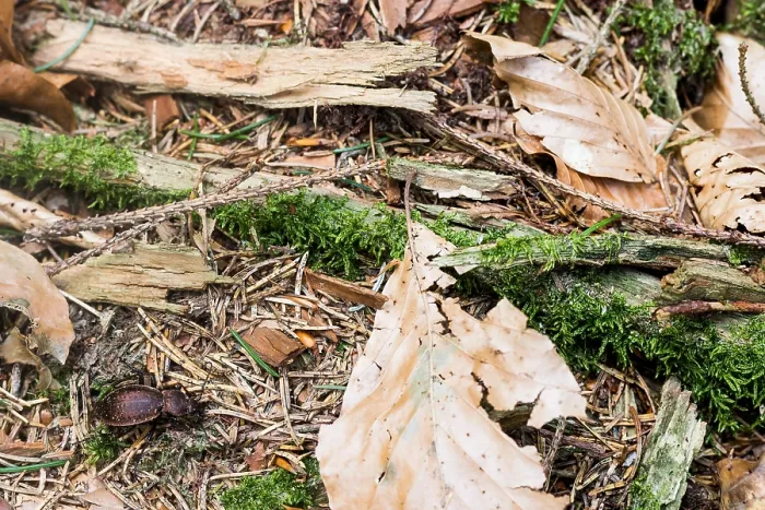 Gerahmter Druck : Makrobild eines Insekts in Deutschland. Gerahmter Druck : Makrobild eines Insekts in Deutschland.