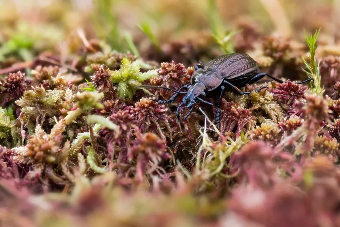 Gerahmter Druck : Makrobild eines Insekts in Deutschland. Gerahmter Druck : Makrobild eines Insekts in Deutschland.