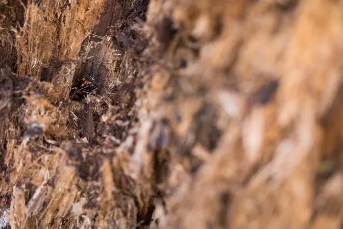 Gerahmter Druck : Makrobild eines Insekts in Deutschland.