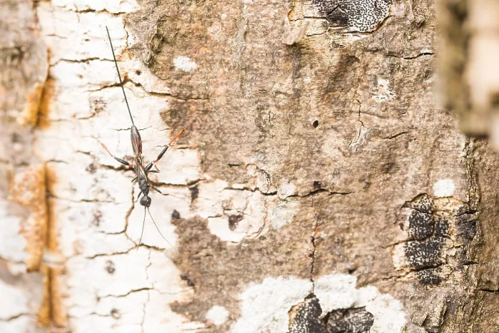 Gerahmter Druck : Makrobild eines Insekts in Deutschland. Gerahmter Druck : Makrobild eines Insekts in Deutschland.