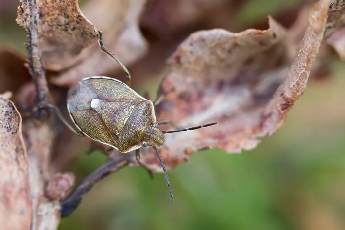 Gerahmter Druck : Makrobild eines Insekts in Deutschland. Gerahmter Druck : Makrobild eines Insekts in Deutschland.