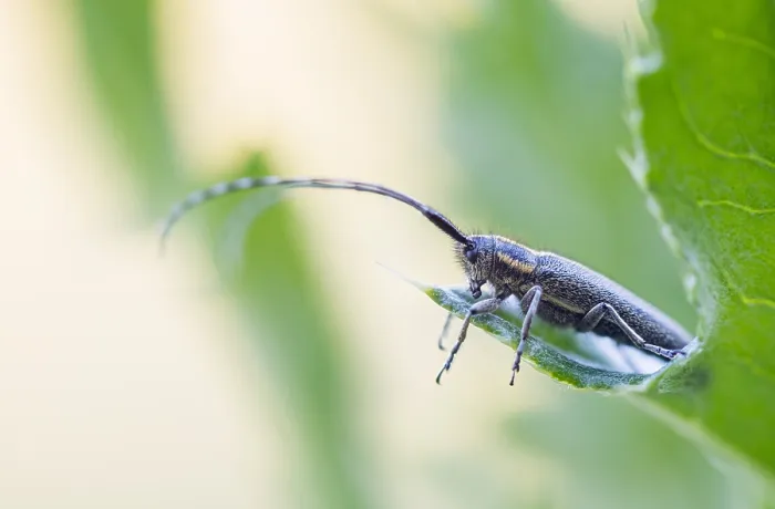 Gerahmter Druck : Makrobild eines Insekts in Deutschland. Gerahmter Druck : Makrobild eines Insekts in Deutschland.