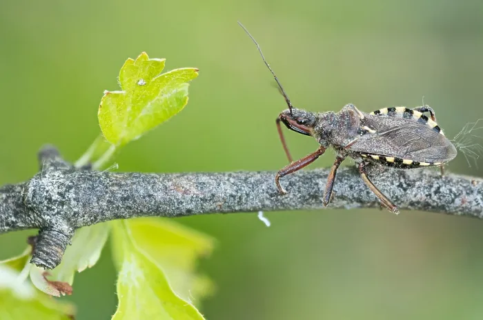 Gerahmter Druck : Makrobild eines Insekts in Deutschland. Gerahmter Druck : Makrobild eines Insekts in Deutschland.