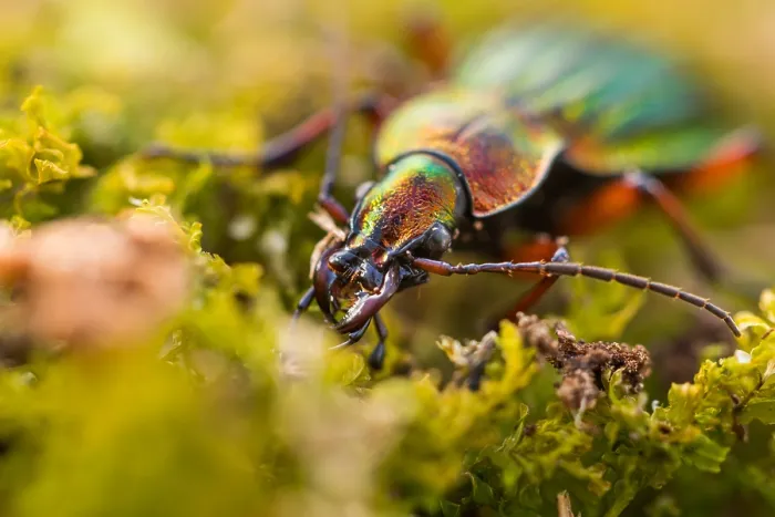 Gerahmter Druck : Makrobild eines Insekts in Deutschland.
