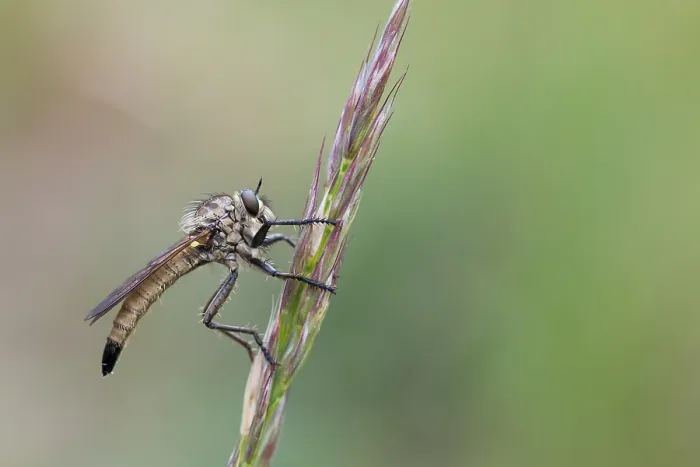 Gerahmter Druck : Makrobild eines Insekts in Deutschland. Gerahmter Druck : Makrobild eines Insekts in Deutschland.