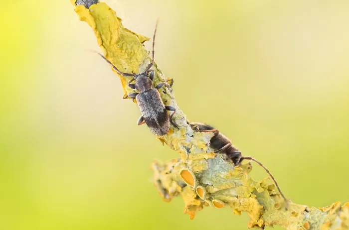 Gerahmter Druck : Makrobild eines Insekts in Deutschland.