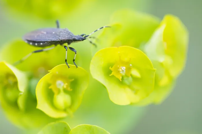 Gerahmter Druck : Makrobild eines Insekts in Deutschland.