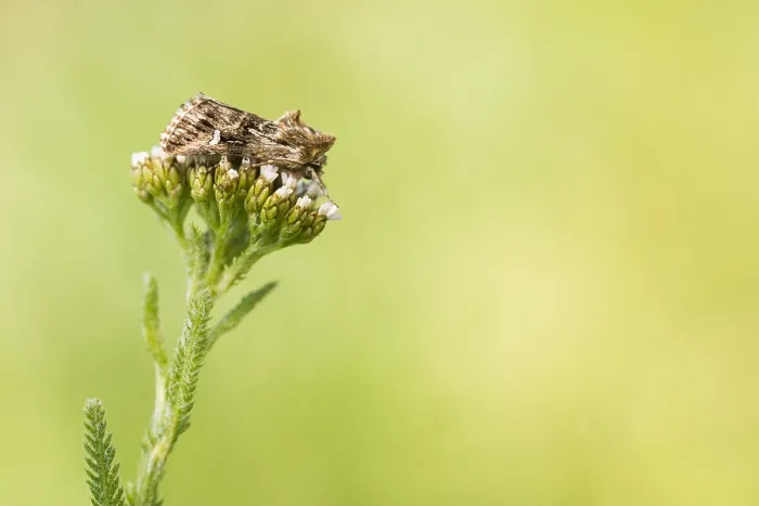 Gerahmter Druck : Makrobild eines Insekts in Deutschland. Gerahmter Druck : Makrobild eines Insekts in Deutschland.