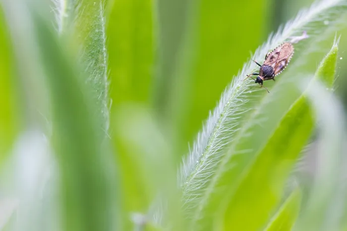 Gerahmter Druck : Makrobild eines Insekts in Deutschland. Gerahmter Druck : Makrobild eines Insekts in Deutschland.
