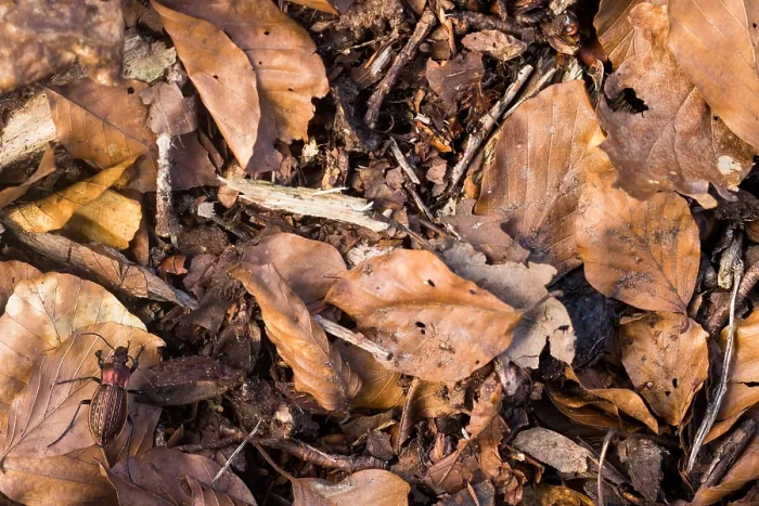 Gerahmter Druck : Makrobild eines Insekts in Deutschland. Gerahmter Druck : Makrobild eines Insekts in Deutschland.