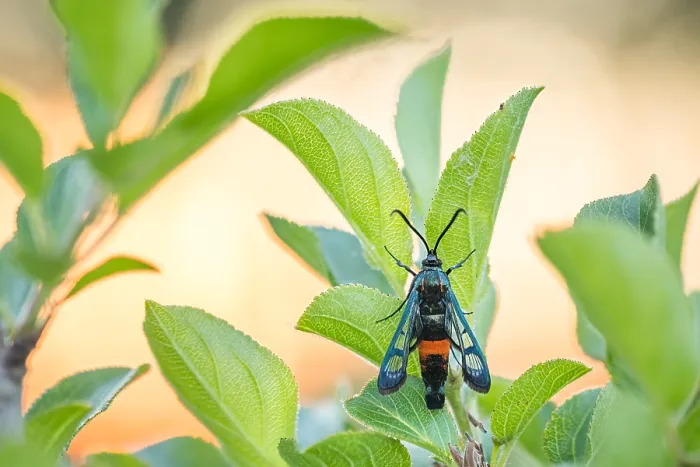 Gerahmter Druck : Makrobild eines Insekts in Deutschland. Gerahmter Druck : Makrobild eines Insekts in Deutschland.