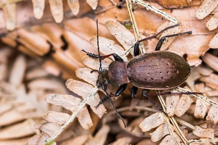 Gerahmter Druck : Makrobild eines Insekts in Deutschland. Gerahmter Druck : Makrobild eines Insekts in Deutschland.