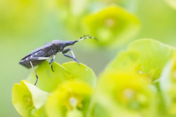 Gerahmter Druck : Makrobild eines Insekts in Deutschland