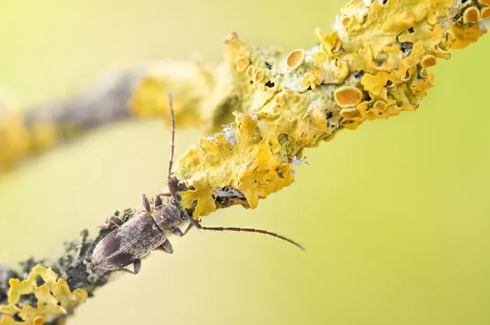 Gerahmter Druck : Makrobild eines Insekts in Deutschland. Gerahmter Druck : Makrobild eines Insekts in Deutschland.