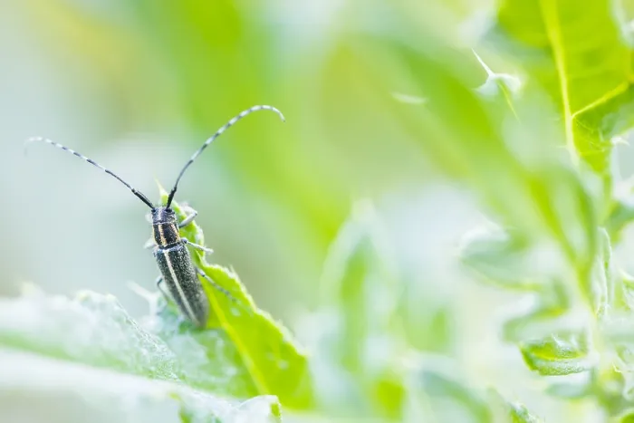 Gerahmter Druck : Makrobild eines Insekts in Deutschland.
