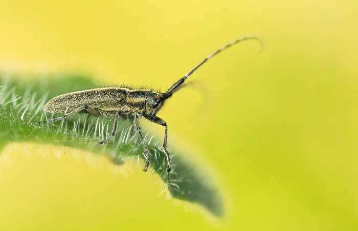 Gerahmter Druck : Makrobild eines Insekts in Deutschland. Gerahmter Druck : Makrobild eines Insekts in Deutschland.