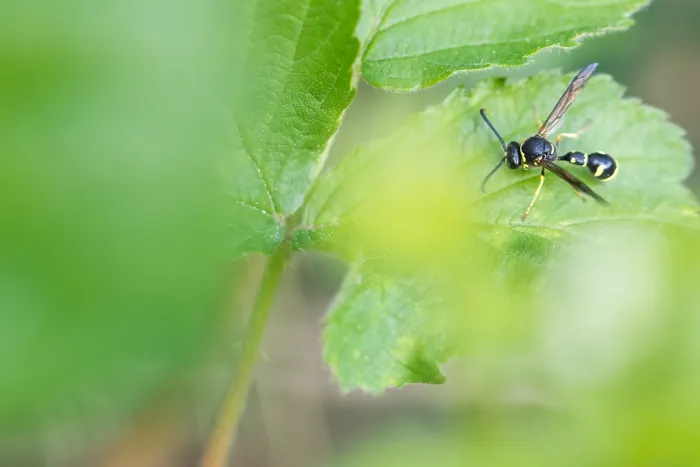 Gerahmter Druck : Makrobild eines Insekts in Deutschland. Gerahmter Druck : Makrobild eines Insekts in Deutschland.