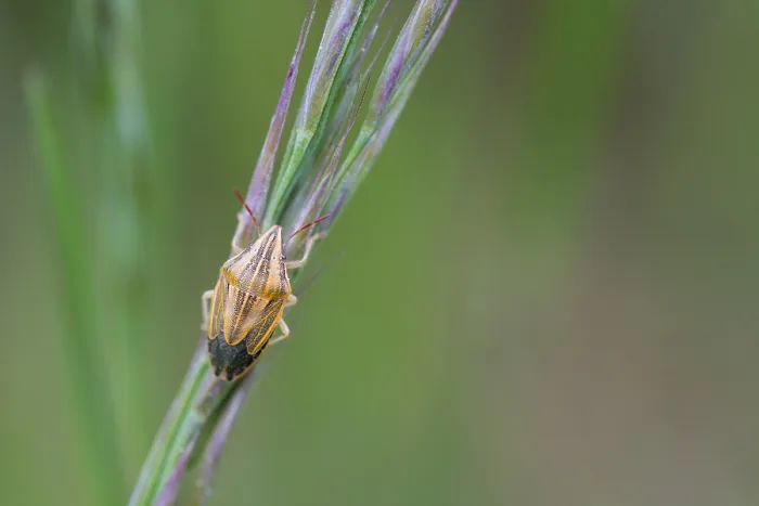 Gerahmter Druck : Makrobild eines Insekts in Deutschland. Gerahmter Druck : Makrobild eines Insekts in Deutschland.
