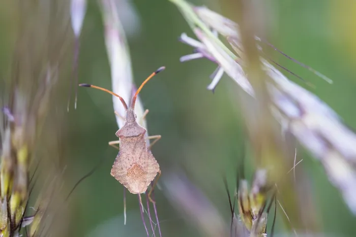 Gerahmter Druck : Makrobild eines Insekts in Deutschland. Gerahmter Druck : Makrobild eines Insekts in Deutschland.