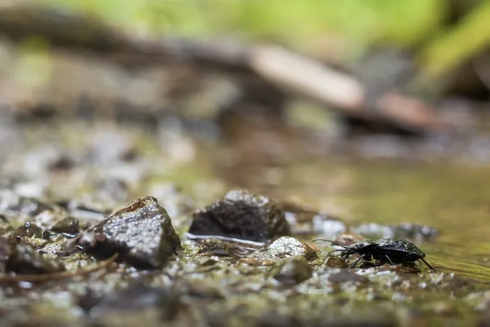 Gerahmter Druck : Makrobild eines Insekts in Deutschland. Gerahmter Druck : Makrobild eines Insekts in Deutschland.