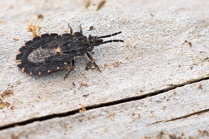 Gerahmter Druck : Makrobild eines Insekts in Deutschland. Gerahmter Druck : Makrobild eines Insekts in Deutschland.