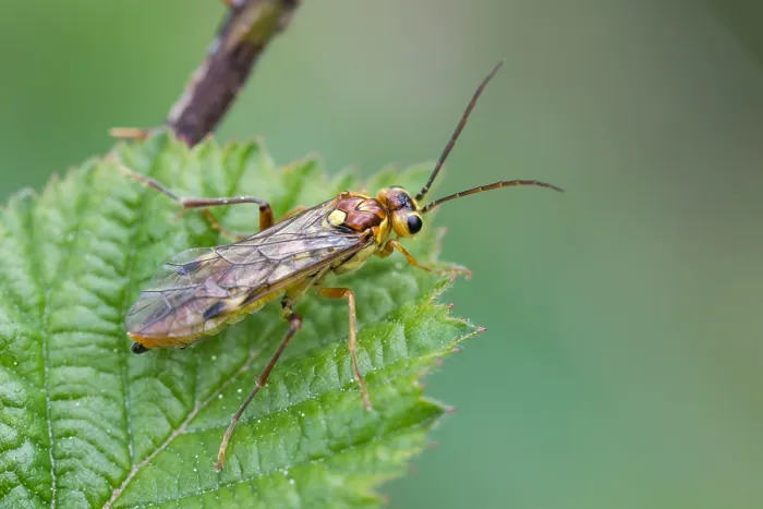 Gerahmter Druck : Makrobild eines Insekts in Deutschland.
