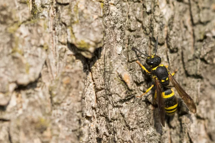 Gerahmter Druck : Makrobild eines Insekts in Deutschland. Gerahmter Druck : Makrobild eines Insekts in Deutschland.